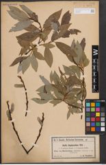 Foto von Salix daphnoides Vill.